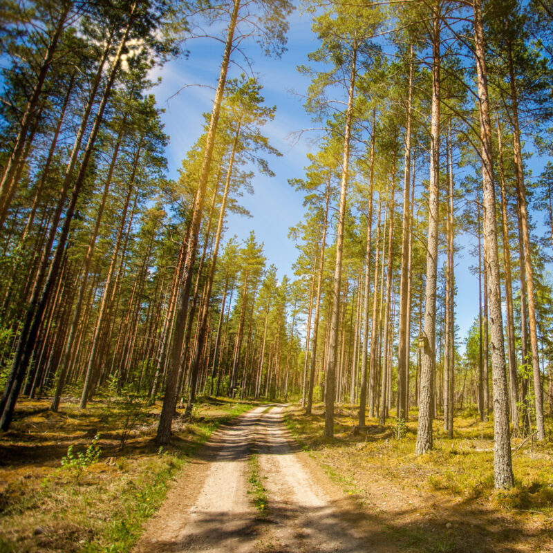 Forest in Finland